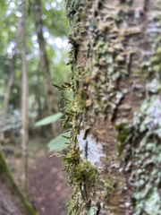 Cryphaea heteromalla