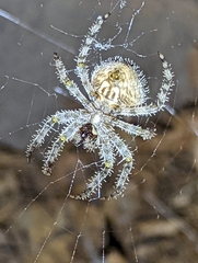 Araneus gemmoides