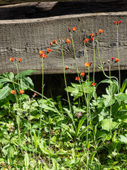 Pilosella aurantiaca auropurpurea