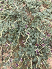 Dalea lanata