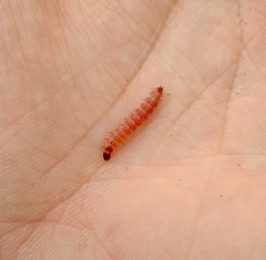 Thanasimus formicarius