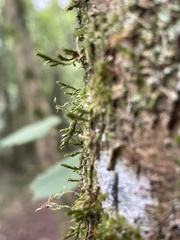 Cryphaea heteromalla