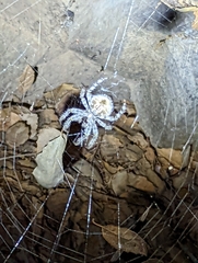 Araneus gemmoides