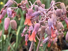 Kalanchoe fedtschenkoi