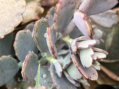 Kalanchoe fedtschenkoi