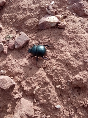 Thorectes intermedius