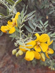 Senna artemisioides
