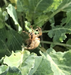 Araneus diadematus