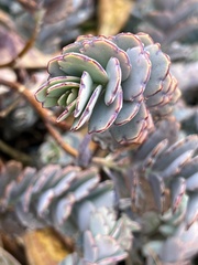 Kalanchoe fedtschenkoi