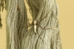 Oxyopes shweta