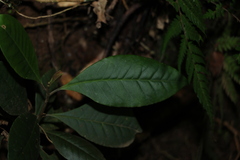 Quintinia verdonii