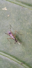Micropezidae