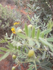 Senna artemisioides