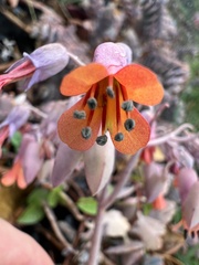 Kalanchoe fedtschenkoi