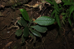 Quintinia verdonii