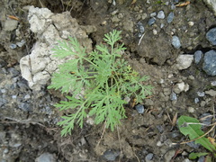 Artemisia sieversiana