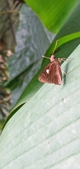Notocrypta curvifascia