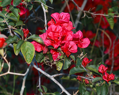 Bougainvillea glabra