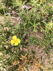 Oenothera serrulata