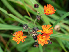 Pilosella aurantiaca auropurpurea