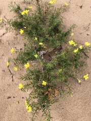 Oenothera serrulata