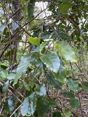 Pennantia cunninghamii