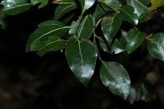 Cryptocarya foveolata