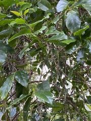 Pennantia cunninghamii