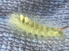 Calliteara pudibunda