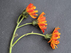 Pilosella aurantiaca auropurpurea