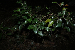 Cryptocarya foveolata