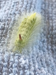 Calliteara pudibunda