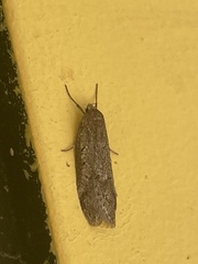 Heteromicta pachytera