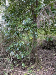 Pennantia cunninghamii