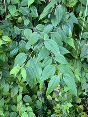 Philadelphus coronarius