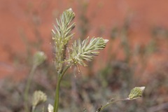 Ptilotus polystachyus