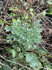 Artemisia capillaris