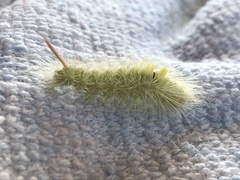 Calliteara pudibunda