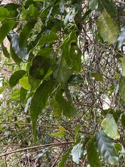 Pennantia cunninghamii