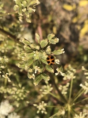 Coccinella monticola