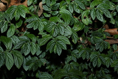 Elatostema stipitatum