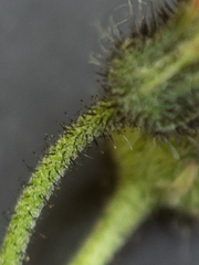 Pilosella aurantiaca auropurpurea