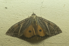 Eudocima materna