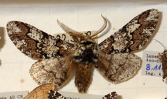 Biston strataria