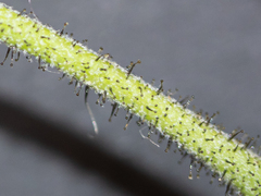 Pilosella aurantiaca auropurpurea