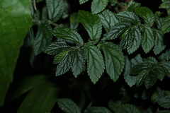 Elatostema stipitatum