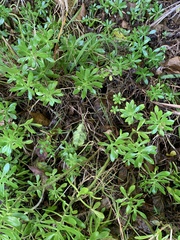 Sedum praealtum