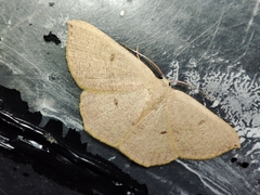 Cyclophora puppillaria