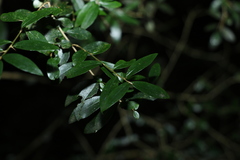 Pittosporum lancifolium