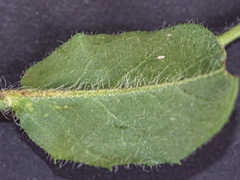 Pilosella aurantiaca auropurpurea